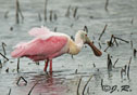 Platalea ajaja